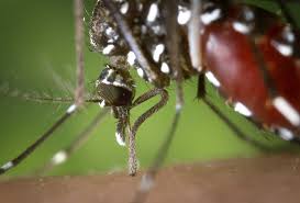 ALASAN KENAPA NYAMUK SUKA MENGGIGIT KITA