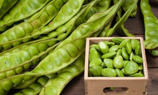 MANFAAT PETAI BAGI KESEHATAN TUBUH KITA