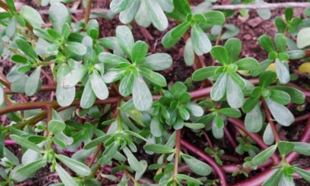 TANAMAN “KROKOT” PRIORITAS OBAT WHO BAGI DUNIA, TUMBUH LIAR DI INDONESIA.