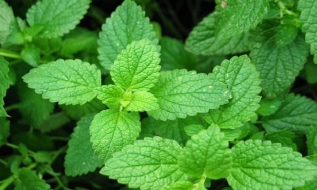 MANFAAT DAUN MINT BAGI KESEHATAN