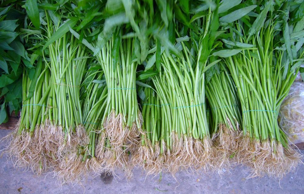 FAKTA UNIK KANGKUNG YANG JARANG DI KETAHUI, BISA CEGAH KANKER