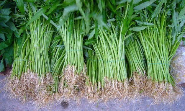 FAKTA UNIK KANGKUNG YANG JARANG DI KETAHUI, BISA CEGAH KANKER