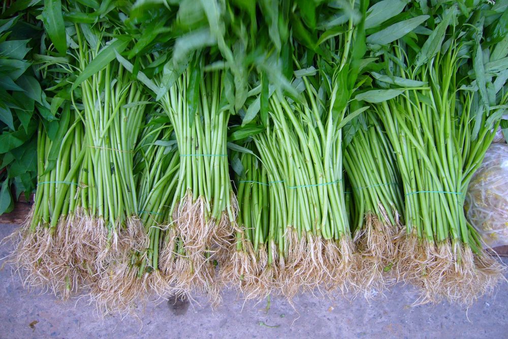 FAKTA UNIK KANGKUNG YANG JARANG DI KETAHUI, BISA CEGAH KANKER