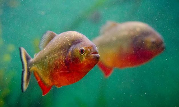 10 JENIS IKAN PREDATOR DI AIR TAWAR YANG PALING GANAS