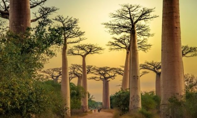 TANAMAN BERKOMUNIKASI LEWAT BAU, MEMBERI MAKAN KERABAT DAN MEMILIKI LOGAT KEDAERAHAN