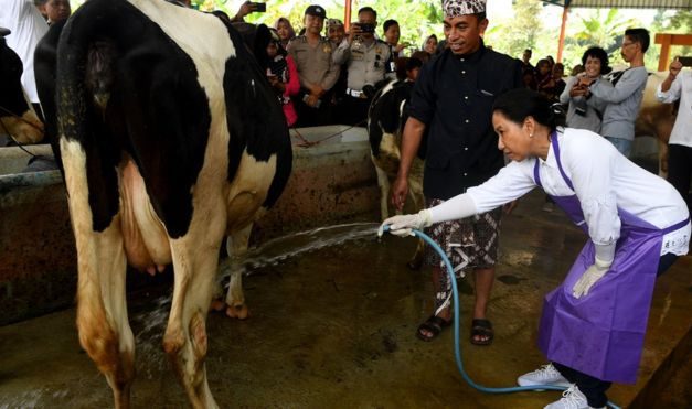 PERDAGANGAN BEBAS INDONESIA-AUSTRALIA, AKANKAH MENGANCAM PETERNAKAN LOKAL?