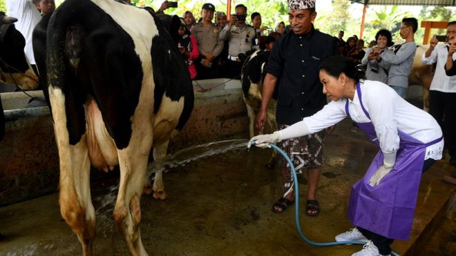 PERDAGANGAN BEBAS INDONESIA-AUSTRALIA, AKANKAH MENGANCAM PETERNAKAN LOKAL?