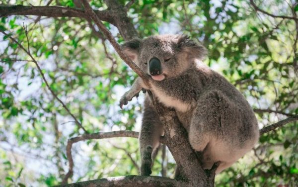 HEWAN DENGAN JUMLAH TIDUR TERLAMA, APAKAH MEREKA MALAS?