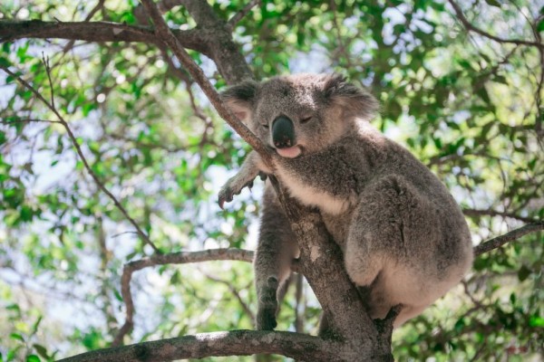 HEWAN DENGAN JUMLAH TIDUR TERLAMA, APAKAH MEREKA MALAS?