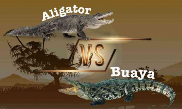 BUAYA VERSUS ALLIGATOR