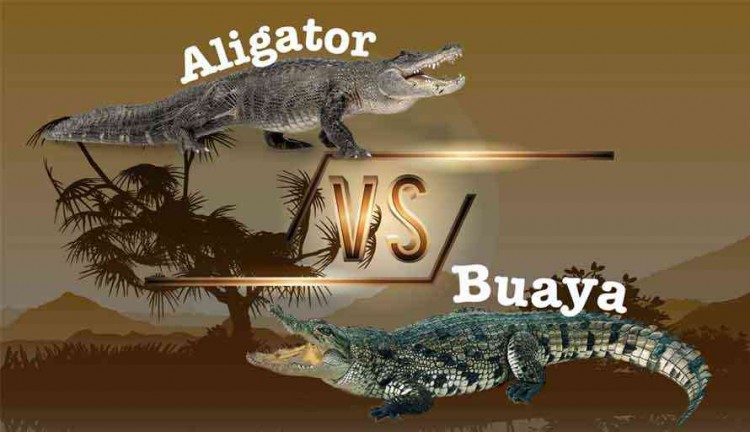 BUAYA VERSUS ALLIGATOR