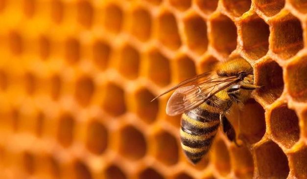 4 CARA MENGUJI KEASLIAN MADU