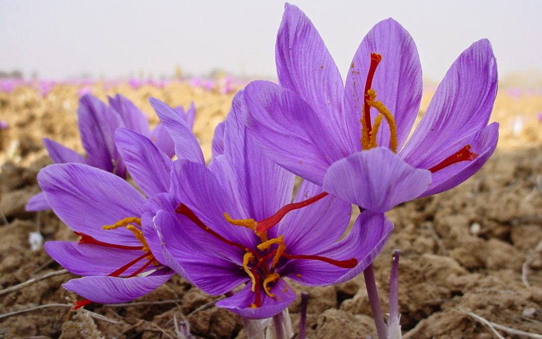 INI MANFAAT SAFFRON BAGI KESEHATAN