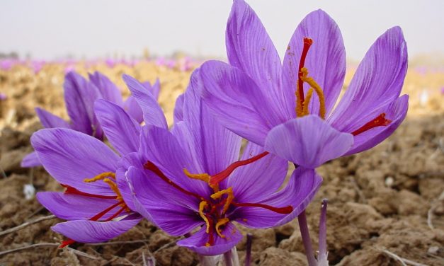 INI MANFAAT SAFFRON BAGI KESEHATAN