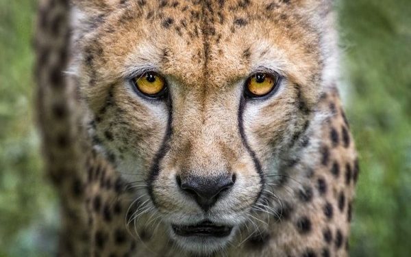 HEWAN – HEWAN YANG PERNAH DISANGKA SEBAGAI ‘MAKHLUK JAHAT’