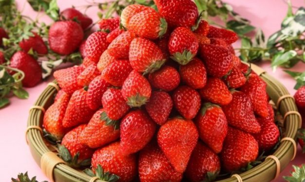 MANFAAT STROBERI, TERMASUK MEMBANTU TURUNKAN BERAT BADAN