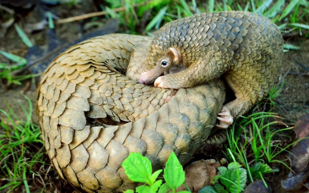 MENGENAL BERBAGAI HEWAN PENYEBAR CORONAVIRUS