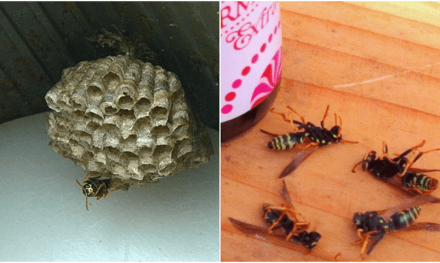 6 TRIK MENGUSIR TAWON YANG BERSARANG DI RUMAH TERMASUK PRANK YANG BIKIN DIA NGGAK BETAH