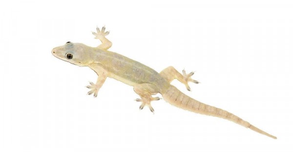 CARA AMPUH USIR CICAK DI RUMAH