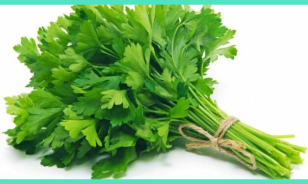 DELAPAN MANFAAT KESEHATAN SUPER DARI SELEDRI